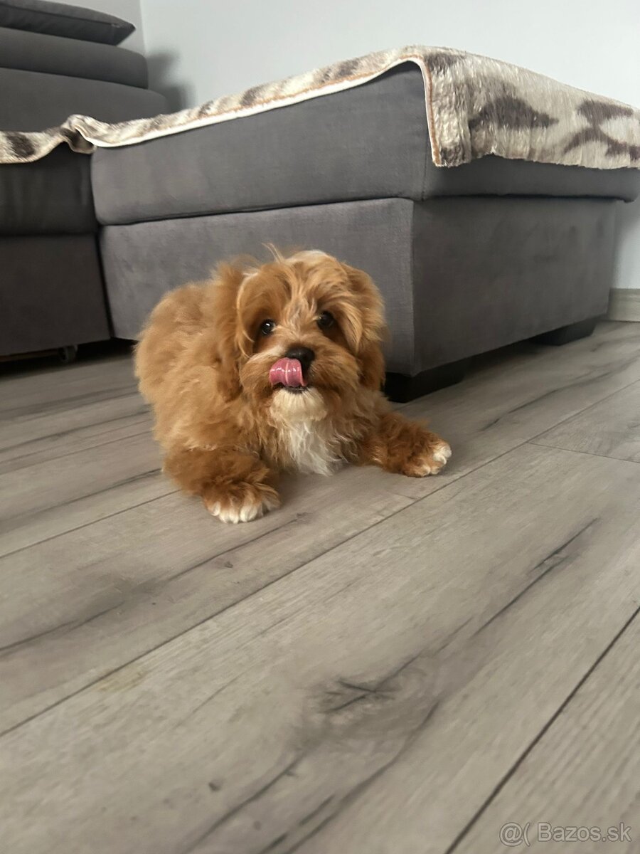 Šteniatko Cavapoo - 7