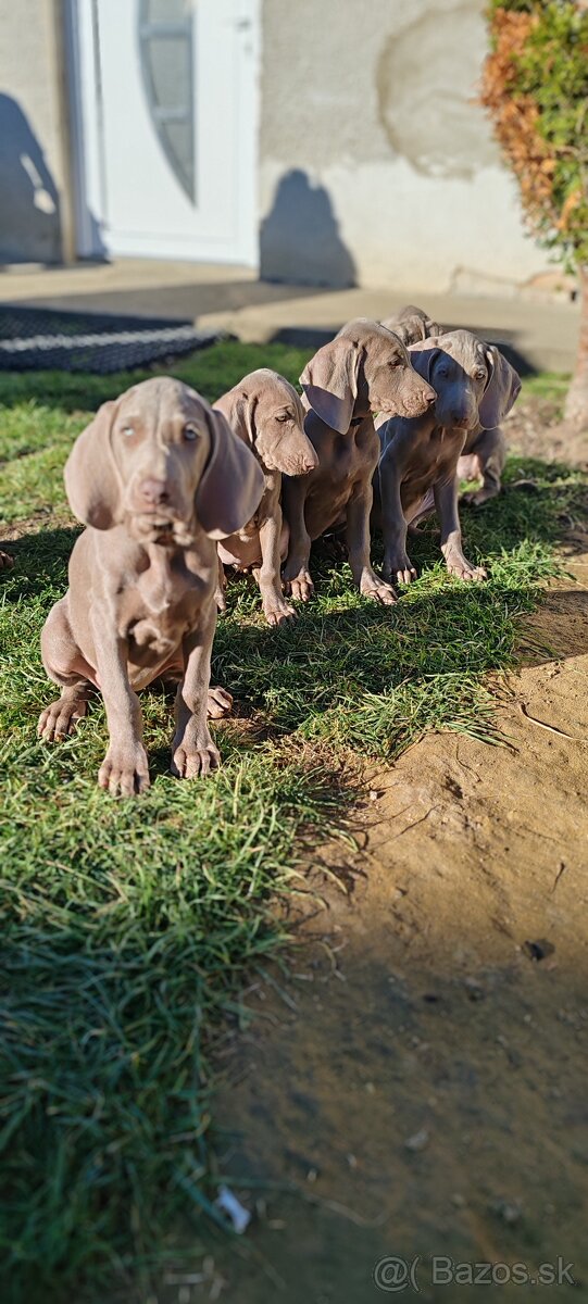 Weimarsky stavač - 7