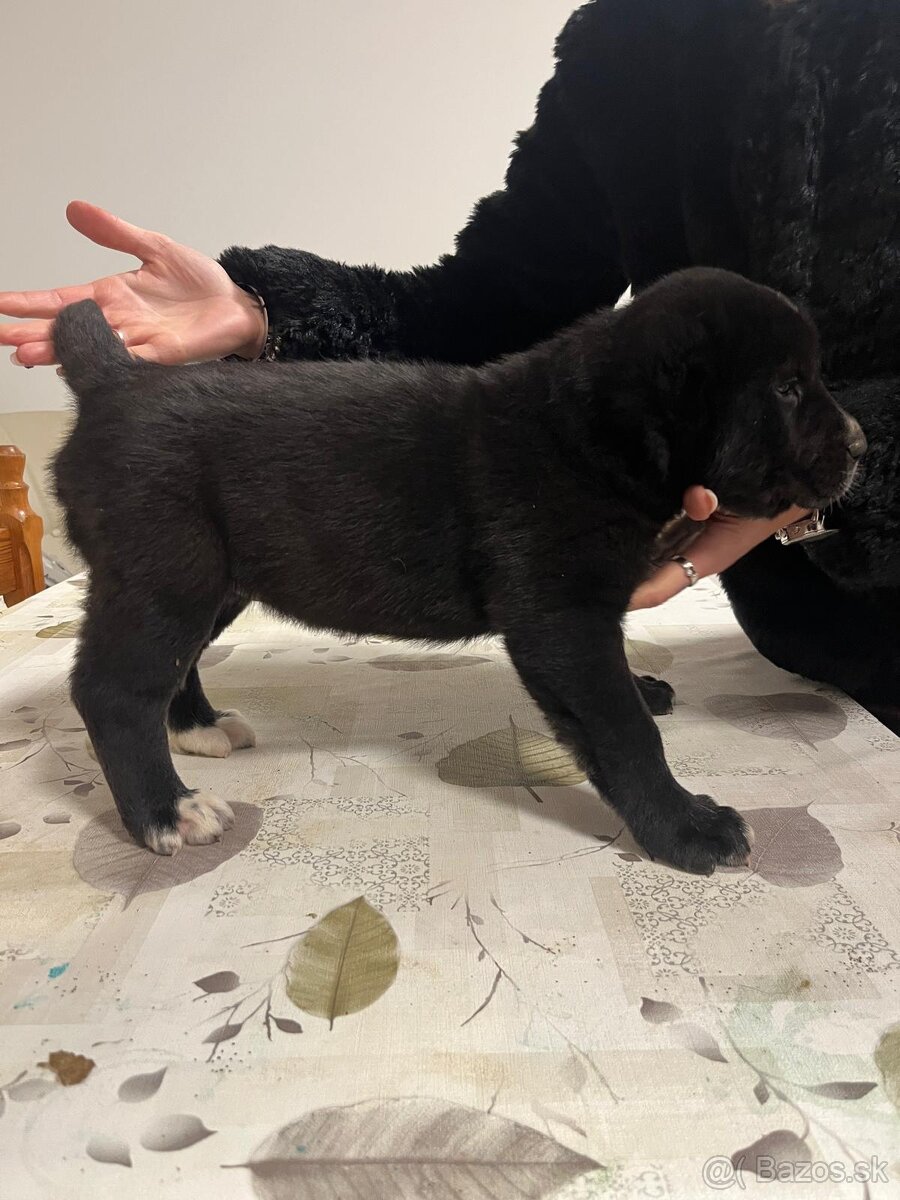 Stredoázijský ovčiak SAO - 7