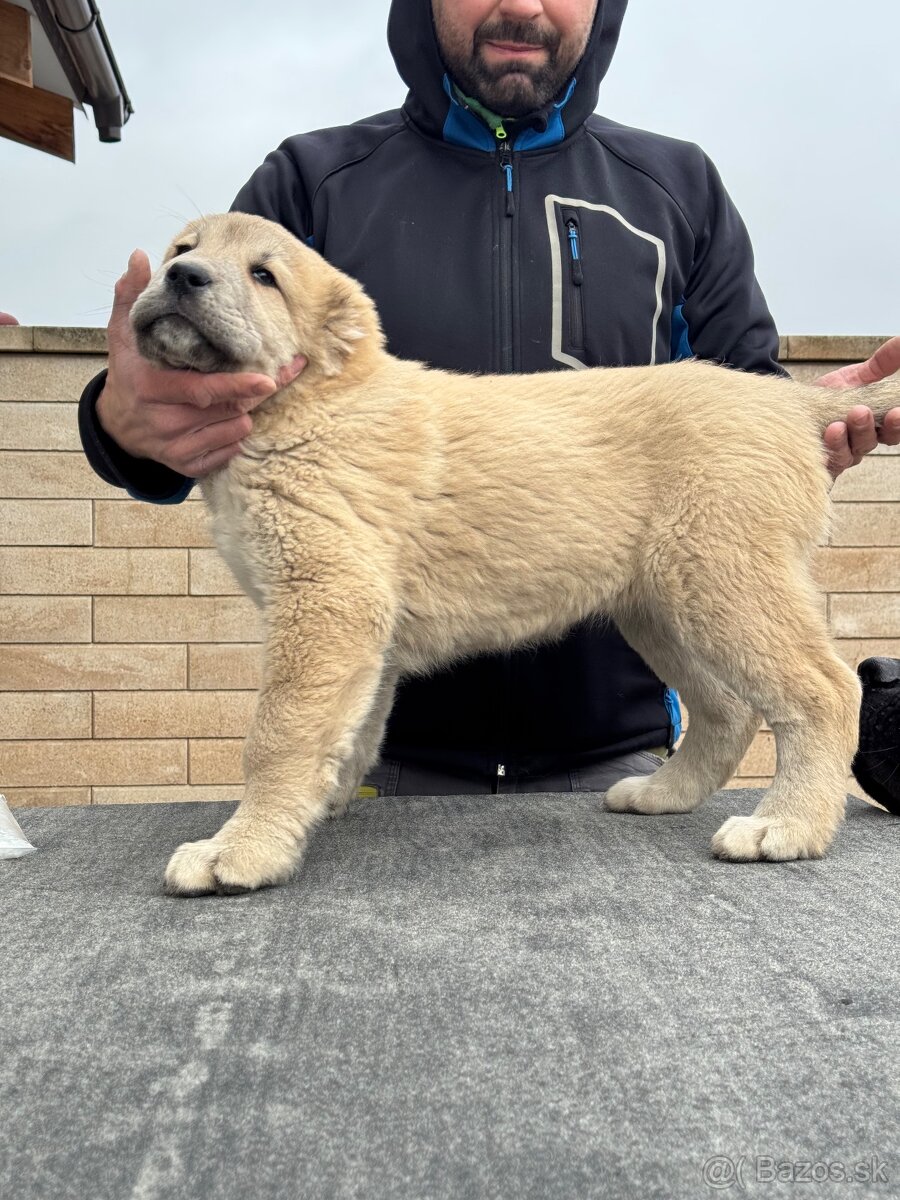 Stredoázijský ovčiak SAO - 7