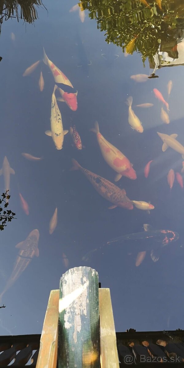 Koi kapor - ✅Koi kapre✅ - 7