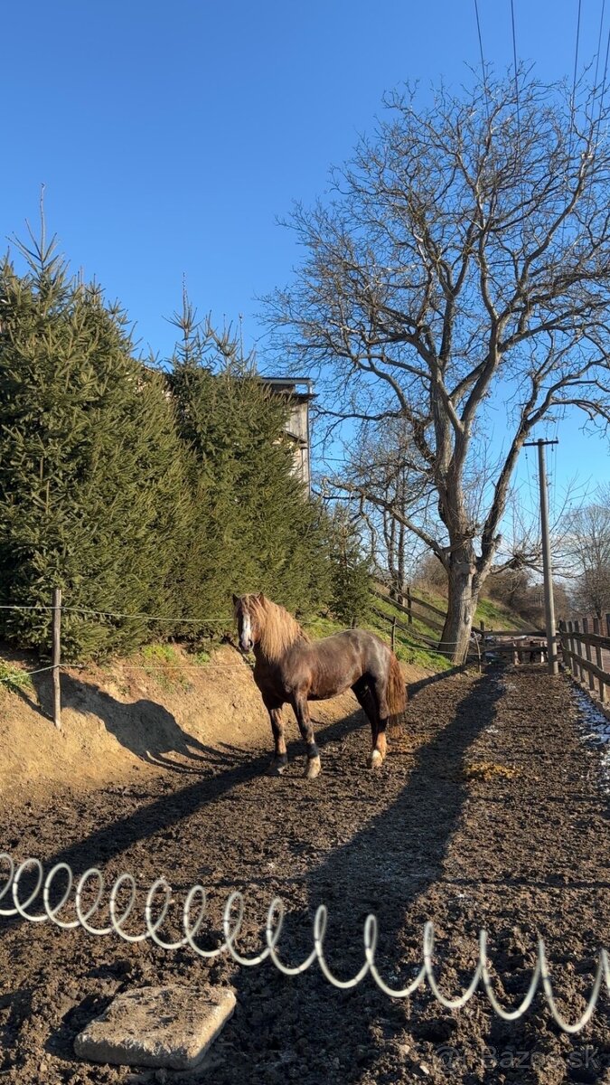 Pripúšťanie plemennými žrebcami - 7
