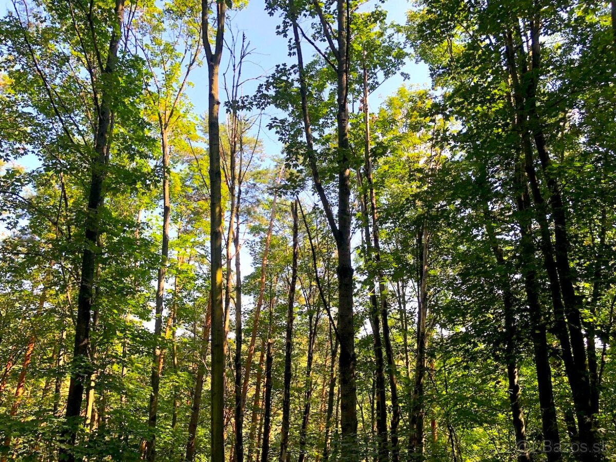 Beckov – 2.133 m2 LESNÝ POZEMOK v súkromnom vlastníctve - 7