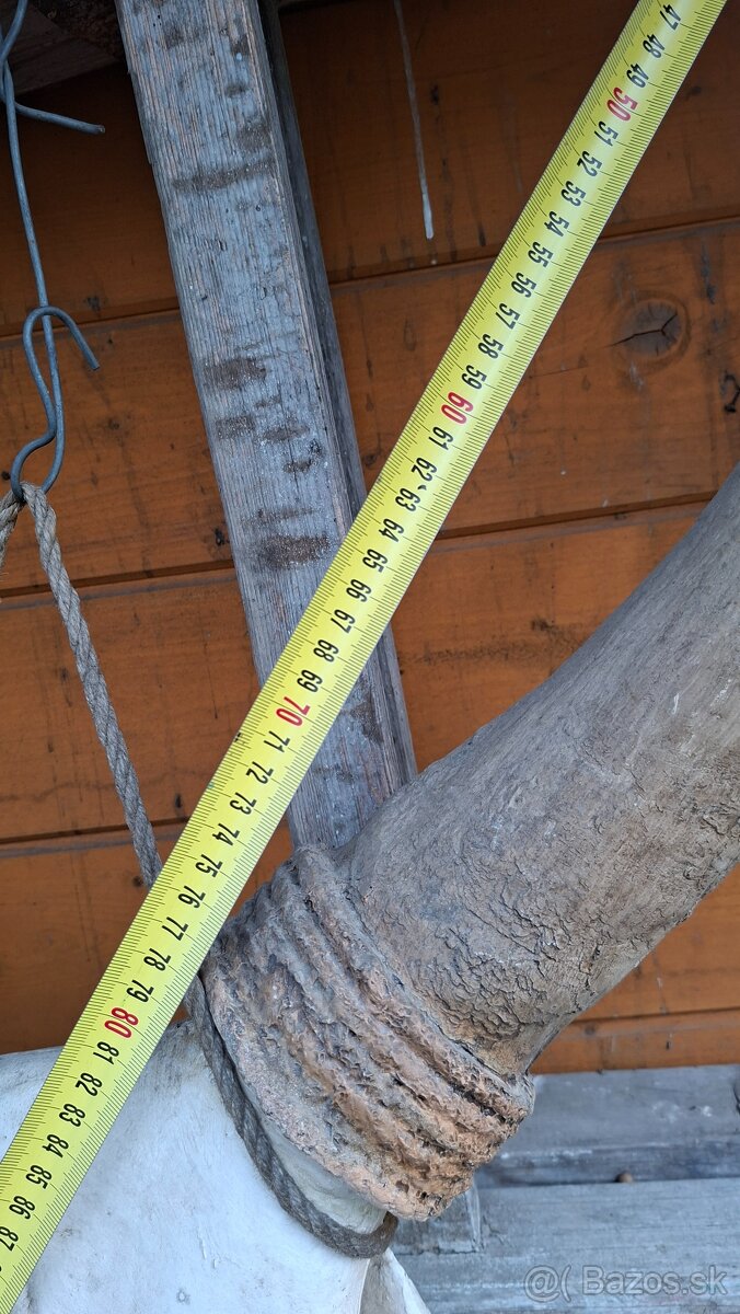 Lebka býka s rohmi dekorácia - 7