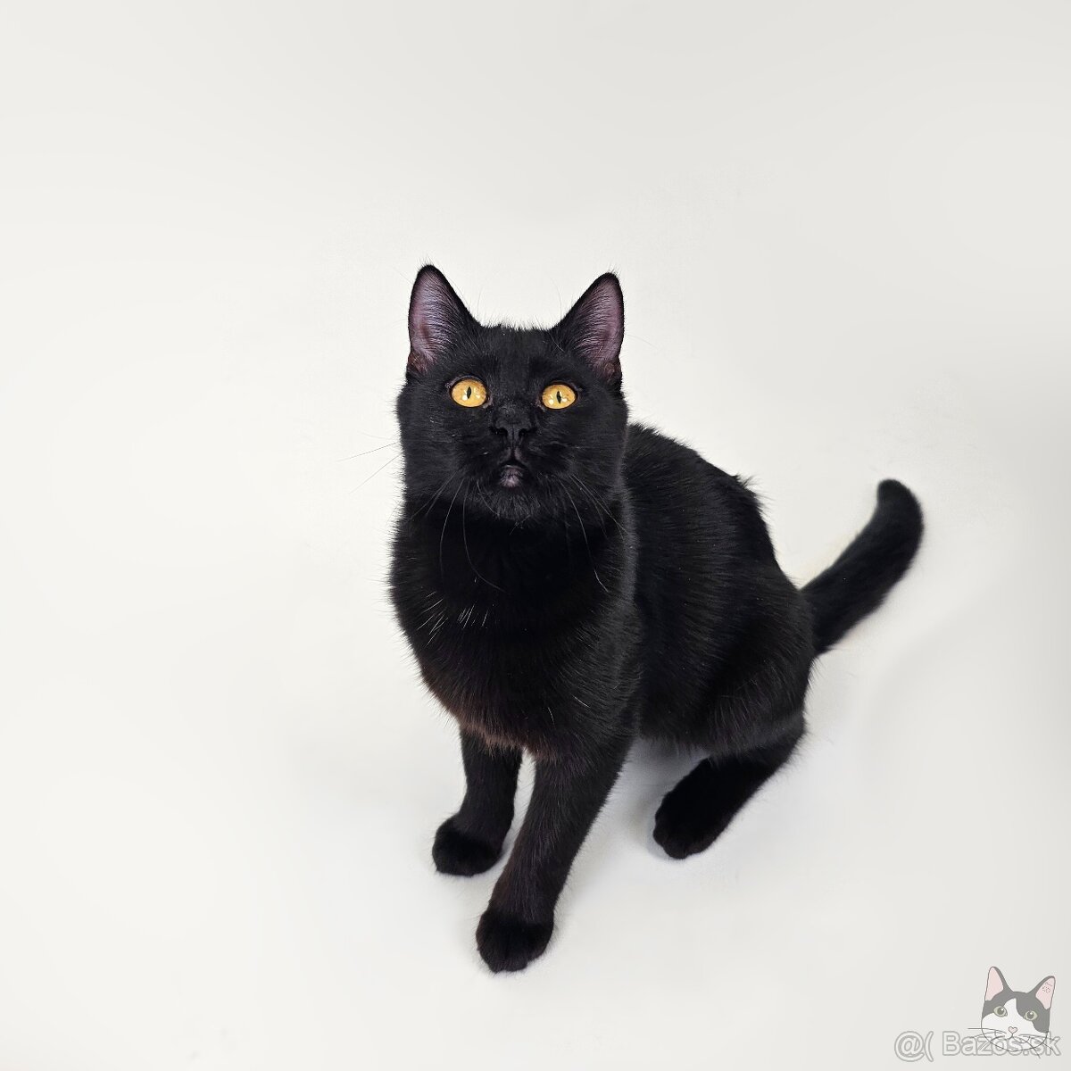 Drobunká POPPY hľadá domov - 7