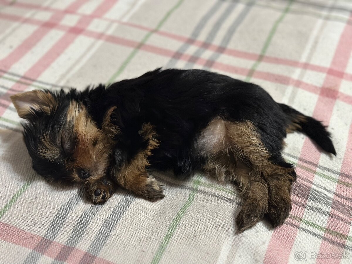 Yorkshirsky terier s PP - 7