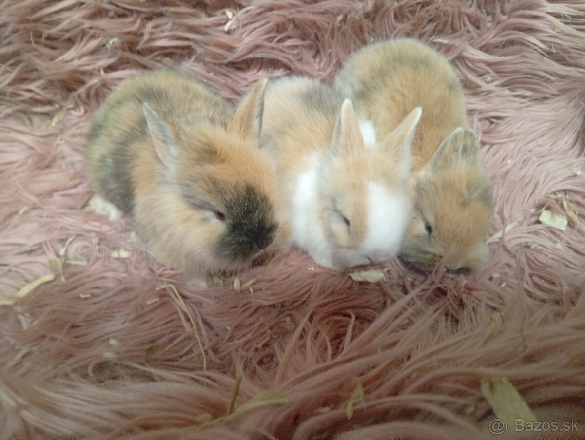Zakrslí zajkovia - 7