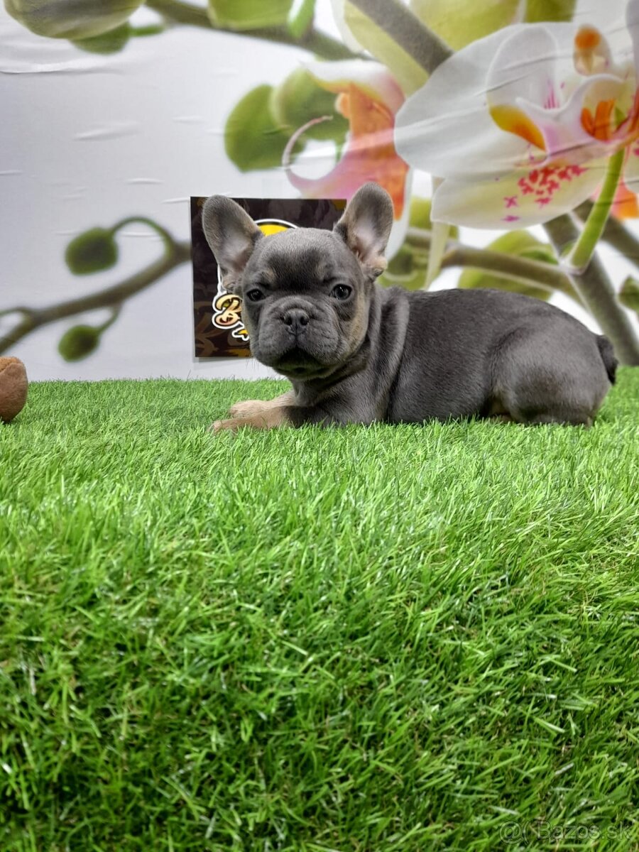 Francúzsky buldoček - 7