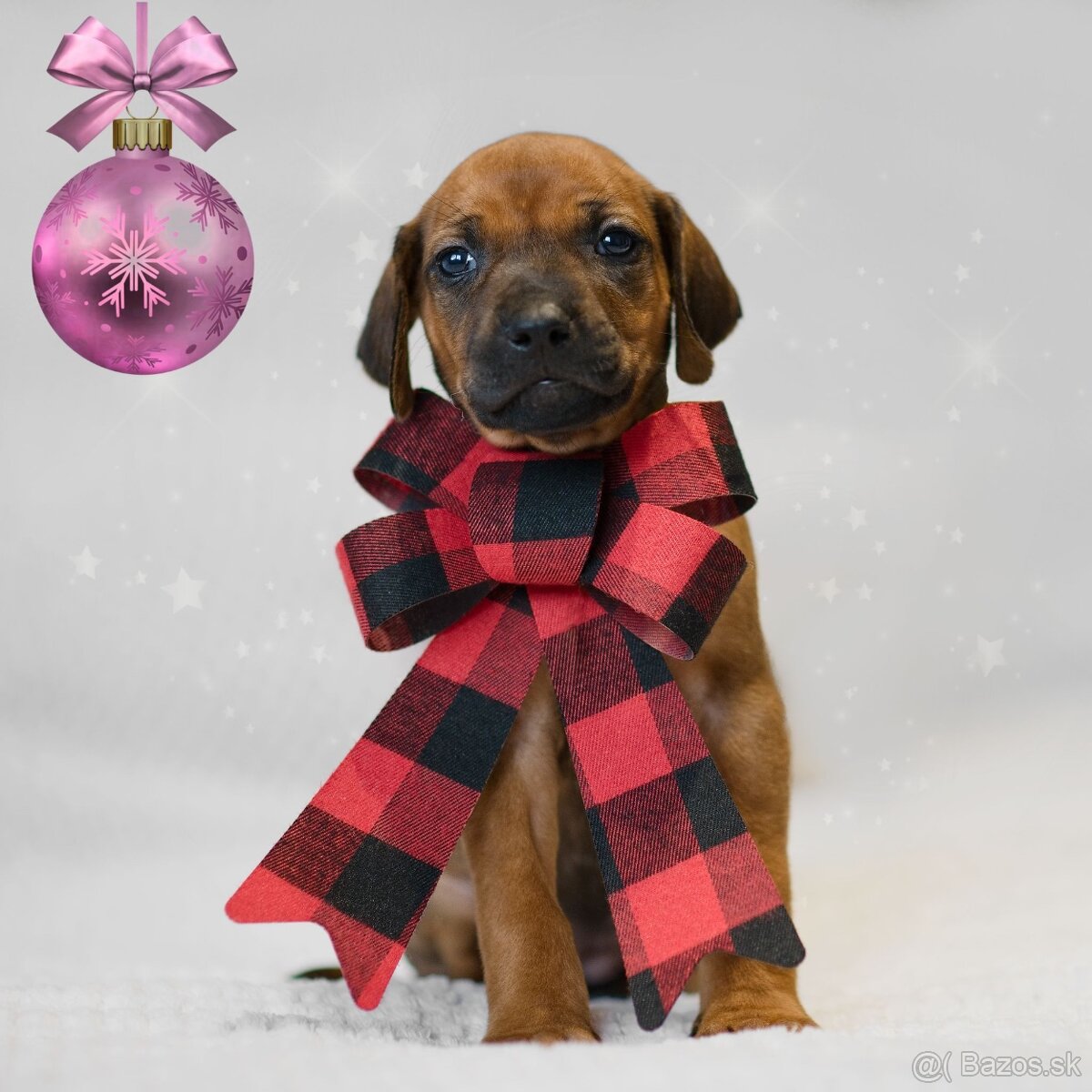 Rhodesian Ridgeback s preukazom pôvodu - 7