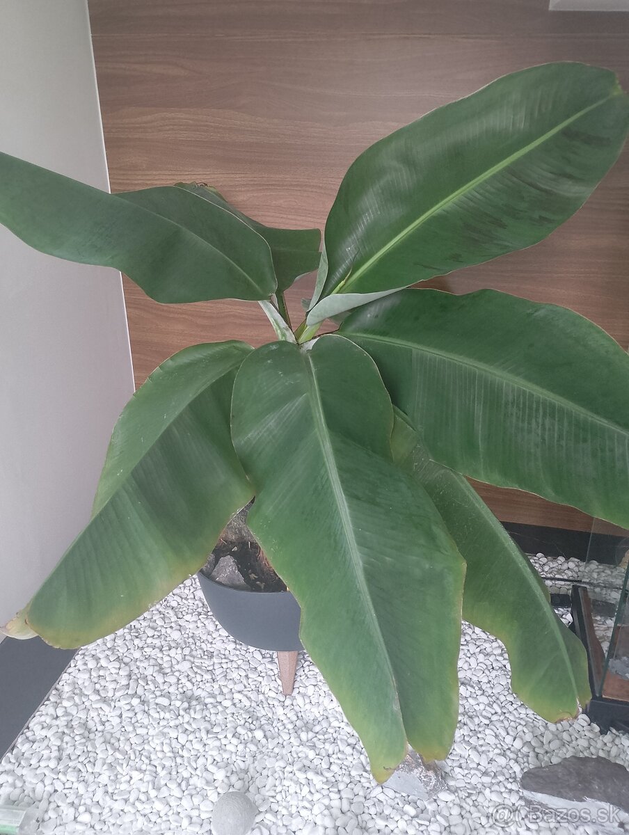 Bananovnik Dwarf Cavendish - 7