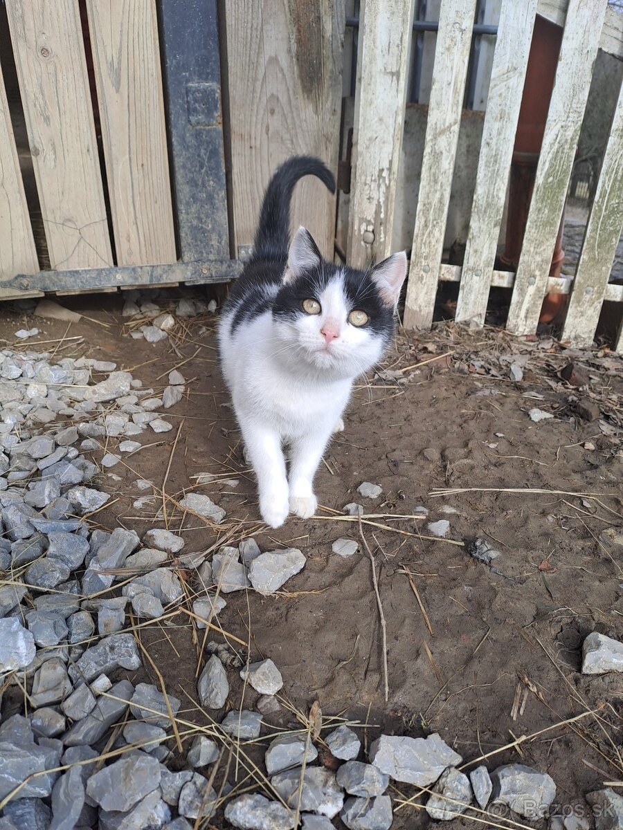 Darujem mačiatka - 7