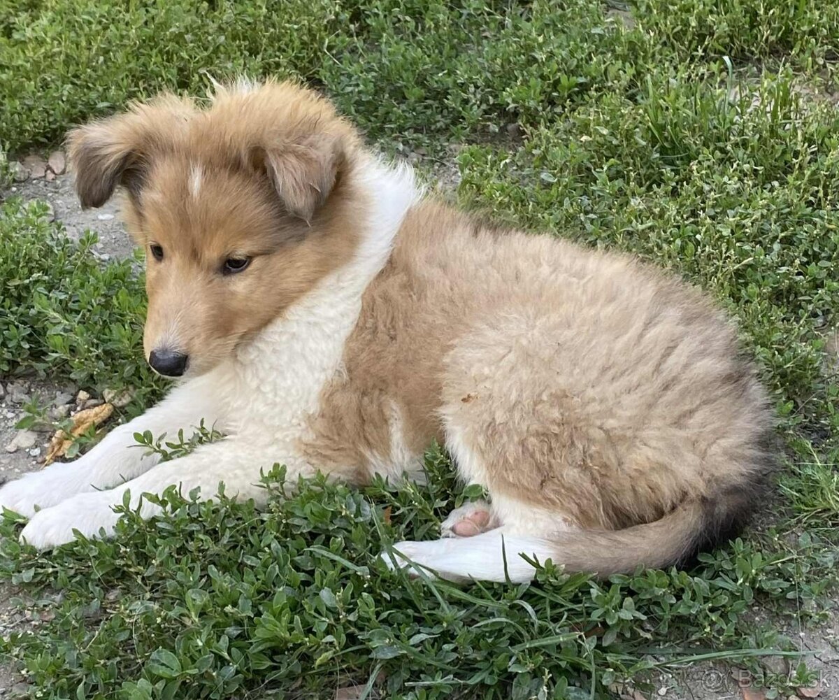 Kólia dlhosrstá s PP - 7