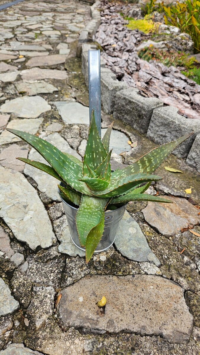 predám rastliny aloe vera - 7