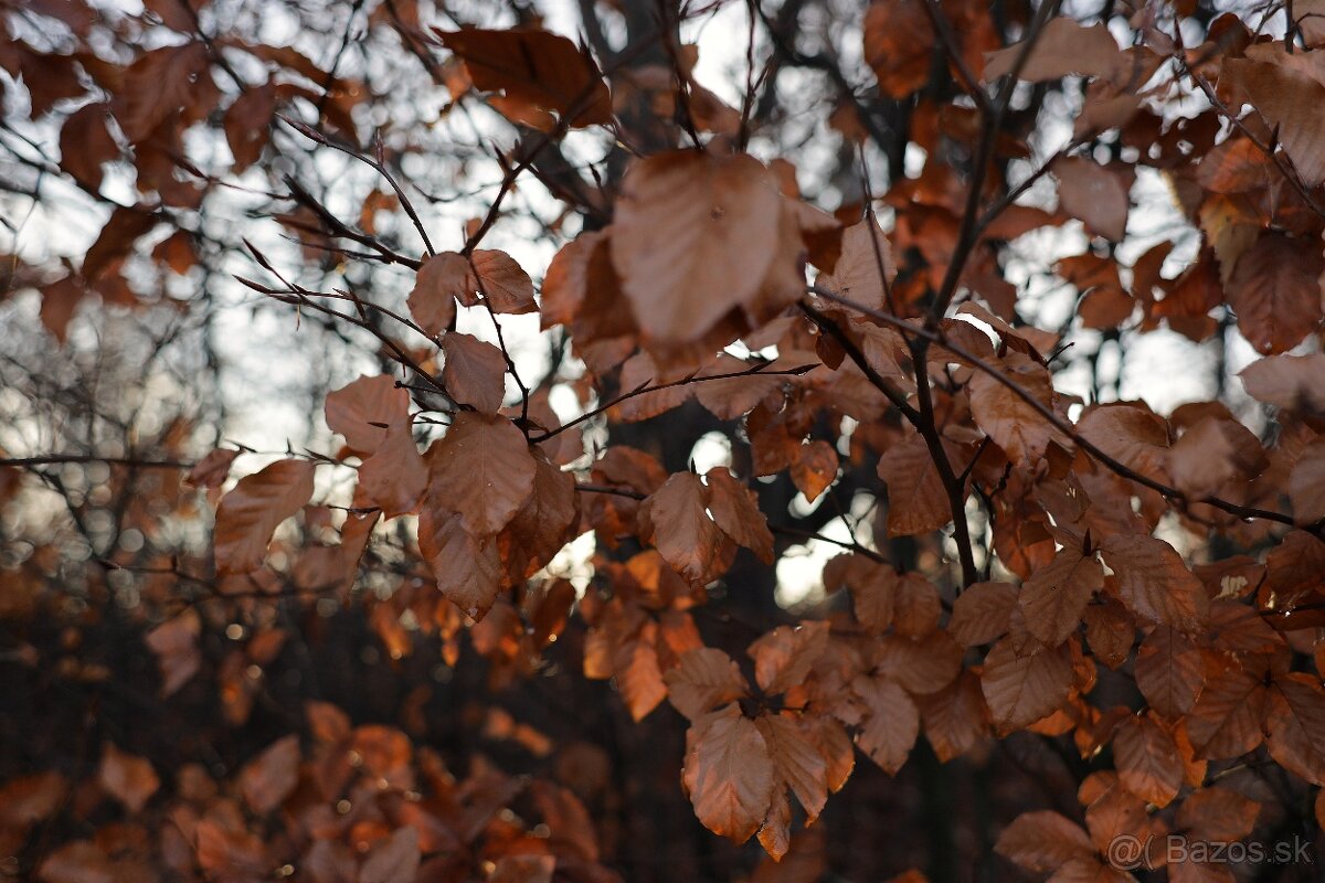 Canon EF 28mm f/1.8 USM - 7