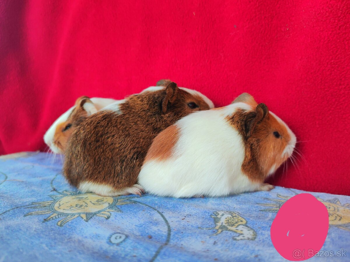 Morské prasiatka, morča, morčatá 🐹 - 7