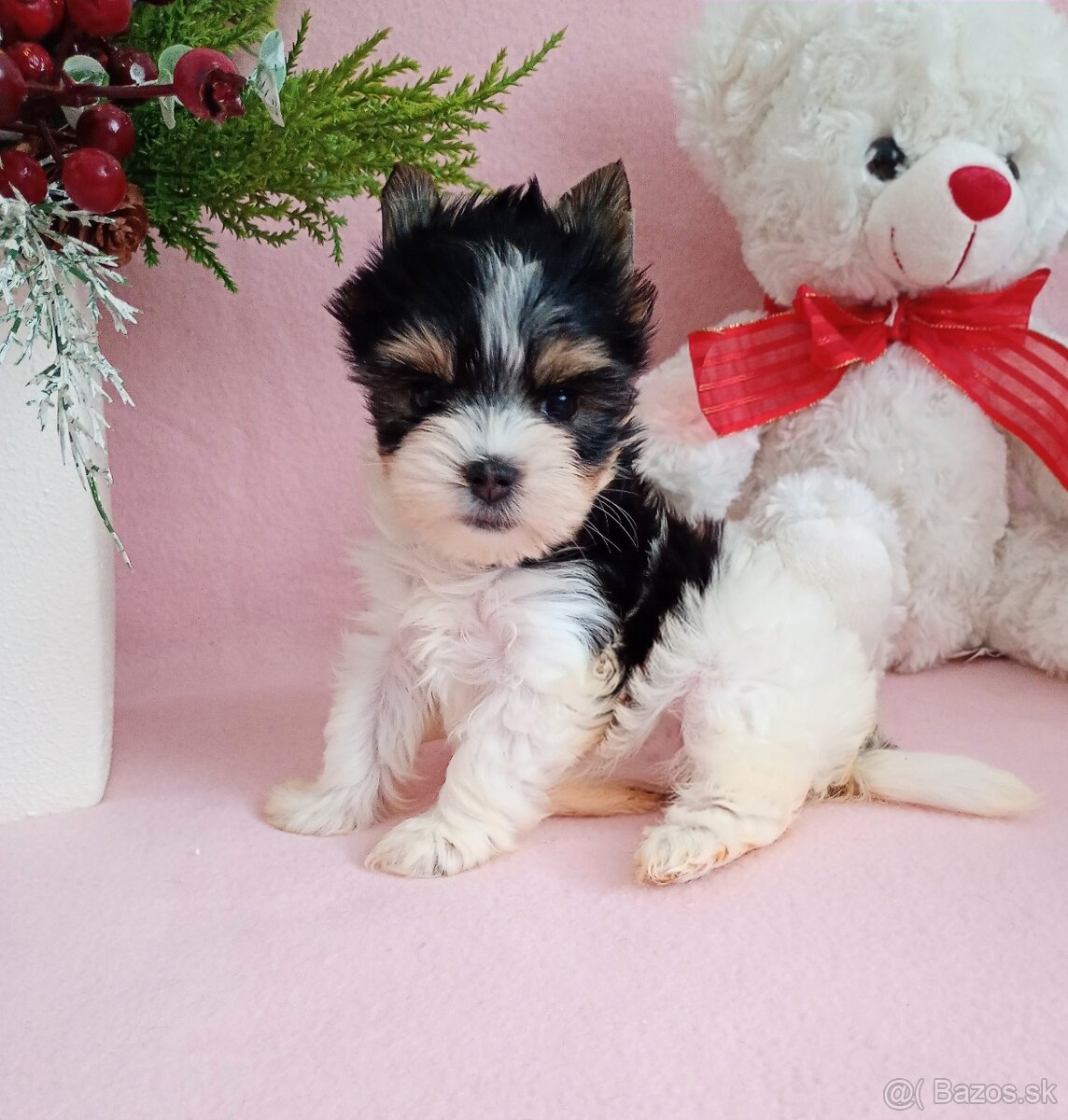 Yorkshir teriér biewer mini fenočka - 7