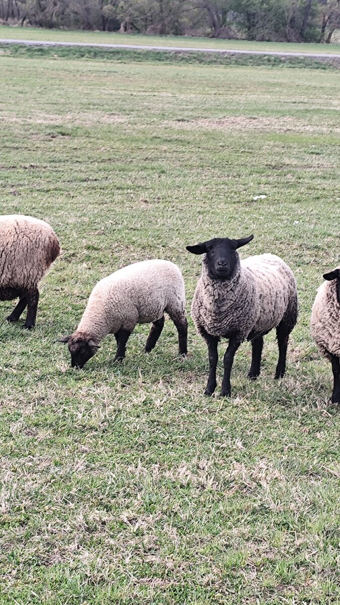 Predám 2 jahnicky - 7