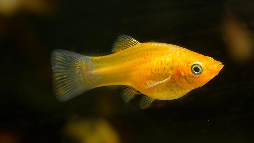 Akvarijné ryby - 7