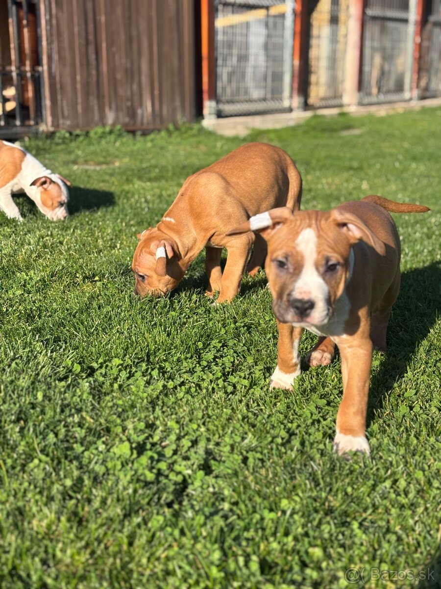 Americký stafordšírsky teriér - 7