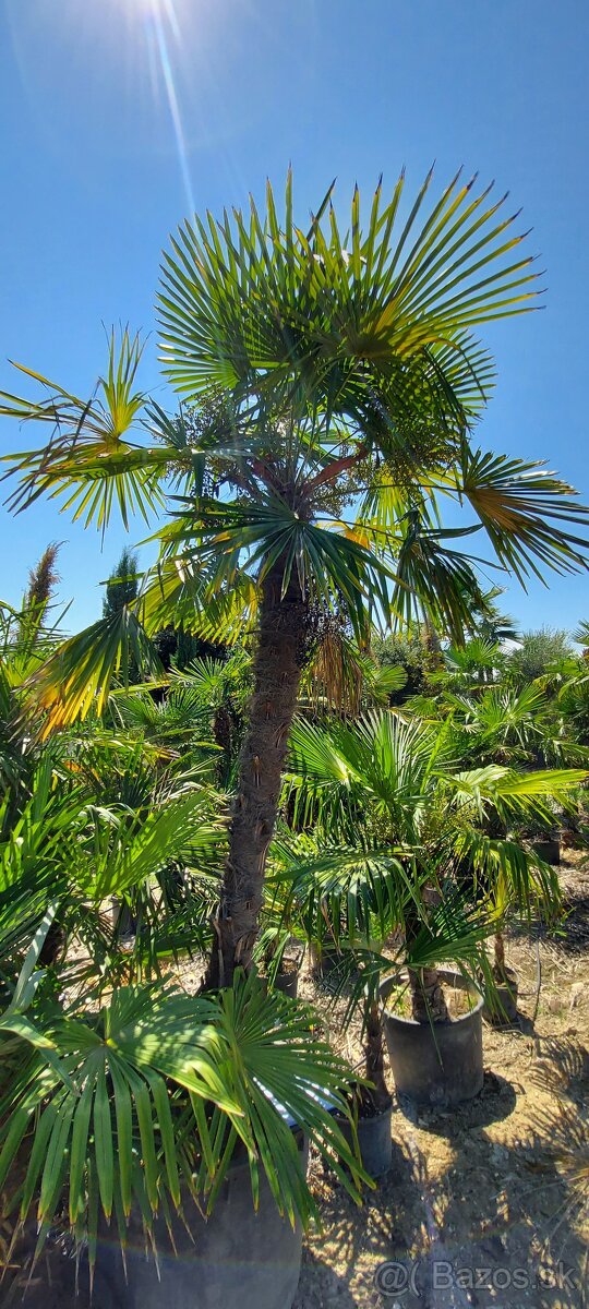 Palmy, cykasy,olivovníky - 7