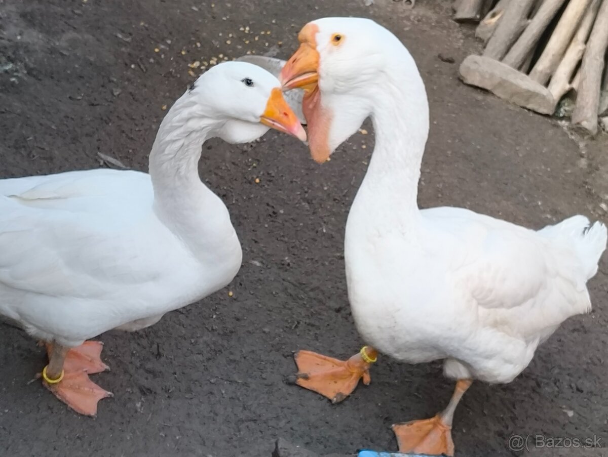 Husí slovenské biele a Chomogor - 7