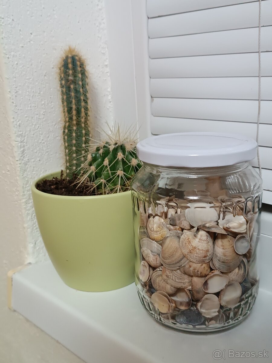 Dekoračné mušle - 7