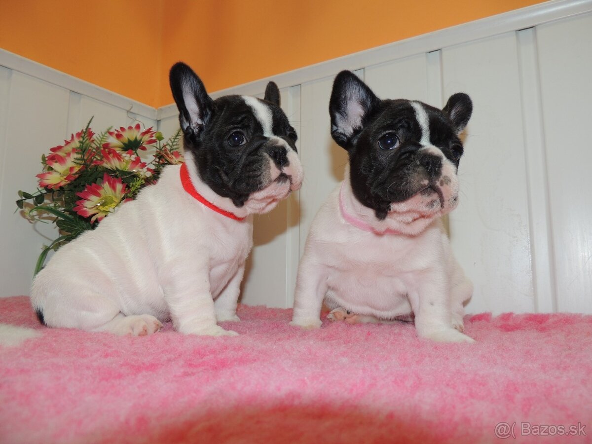 Francúzsky buldoček s PP.FCI. - 7