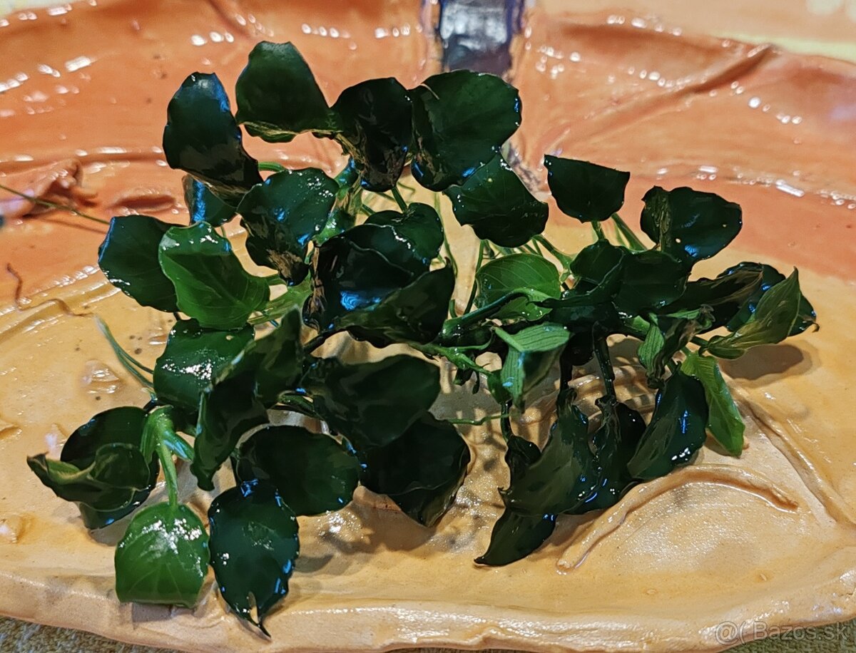 Akvarijné rastliny - 7