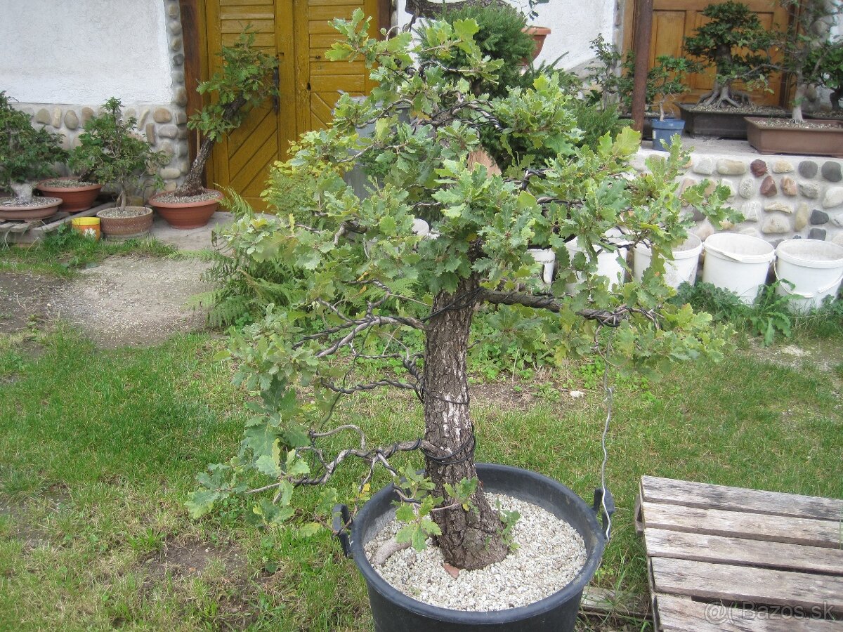 bonsai,bonsaj-DUB 6 - 7