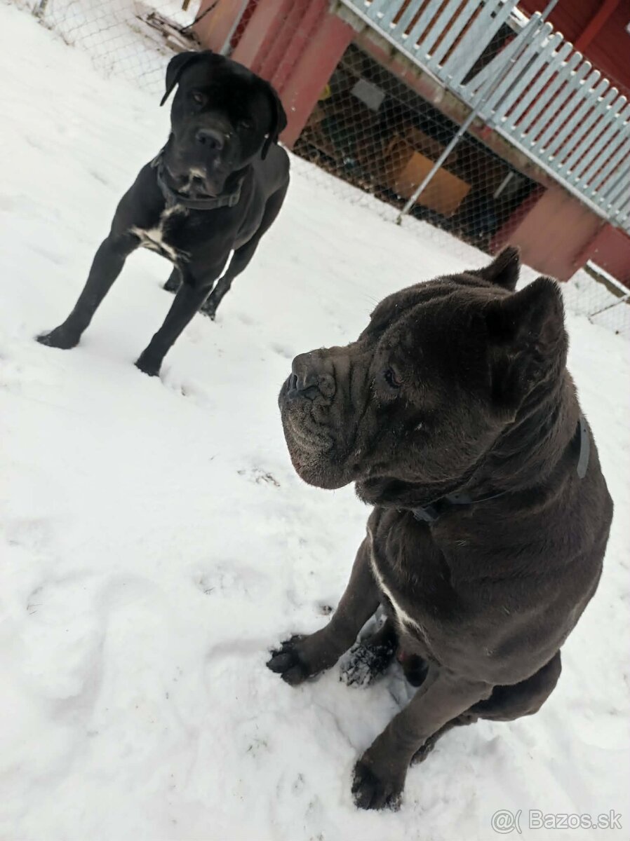 Cane Corso - 7