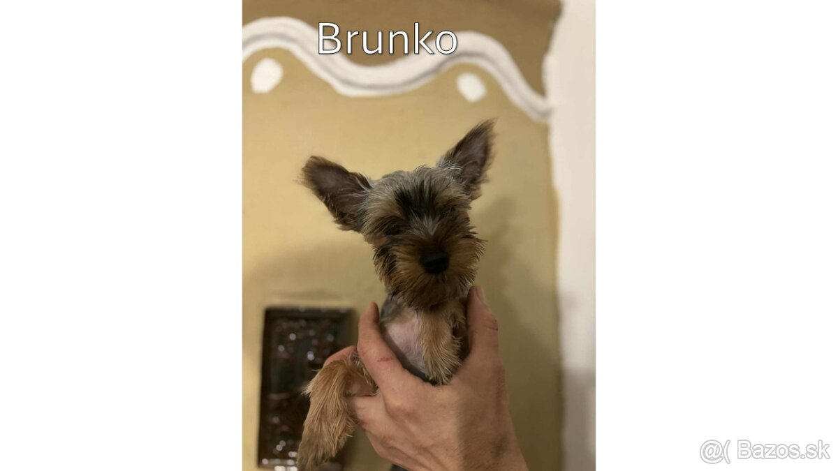 Baricsfarma ponúka na predaj yorkshirských teriérov - 7