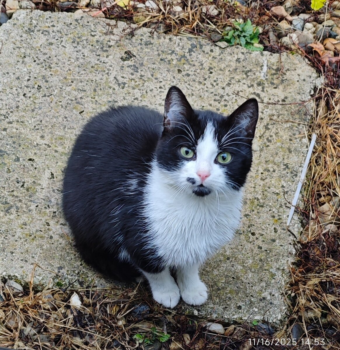 Darujem maciatko / maciatka - 7