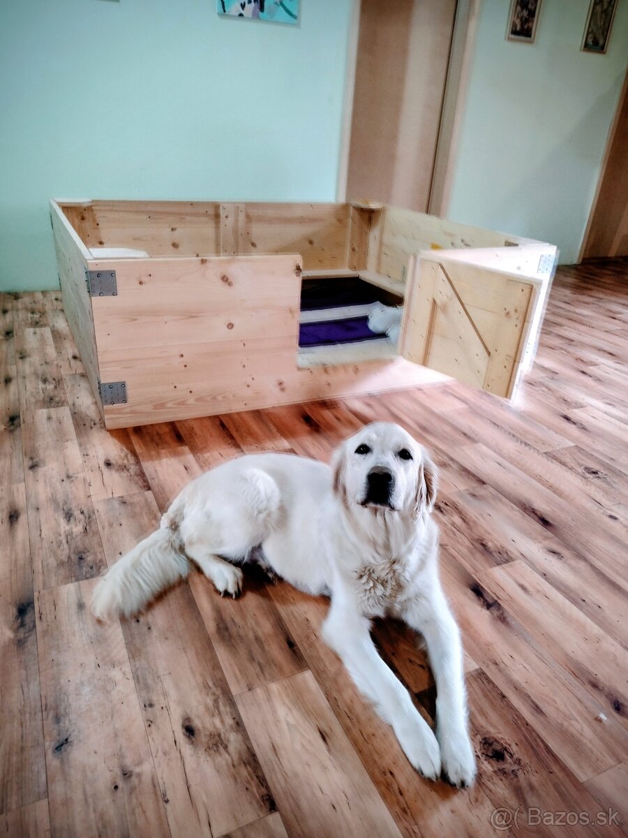 GOLDEN RETRIEVER - k rezervaci - 7