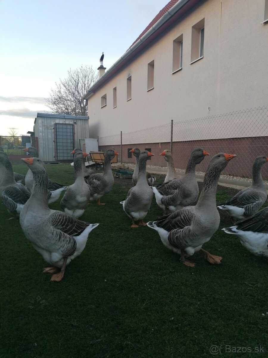 Husy landenske a tuluzske - 7