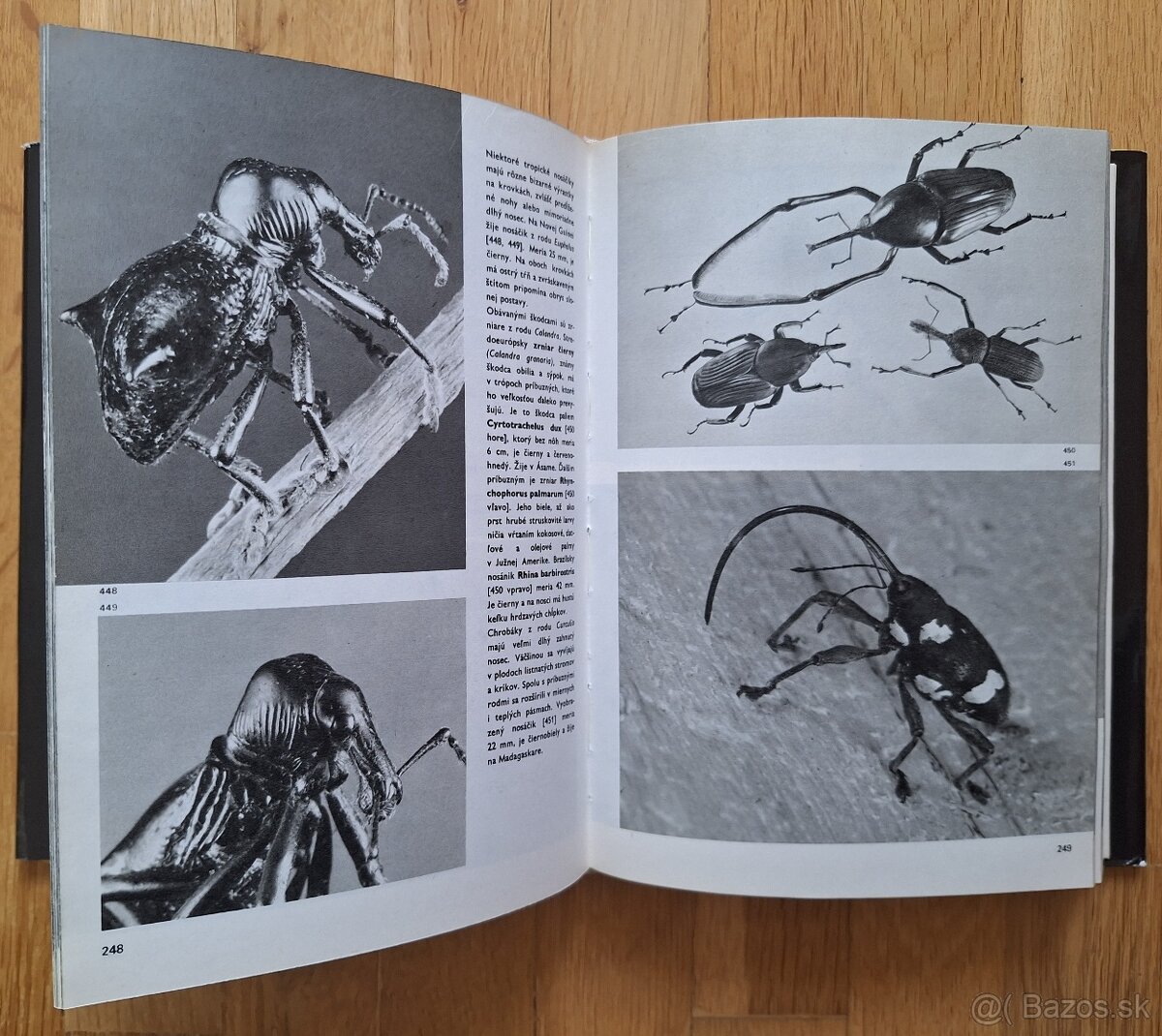 Velky obrazovy atlas hmyzu - 7