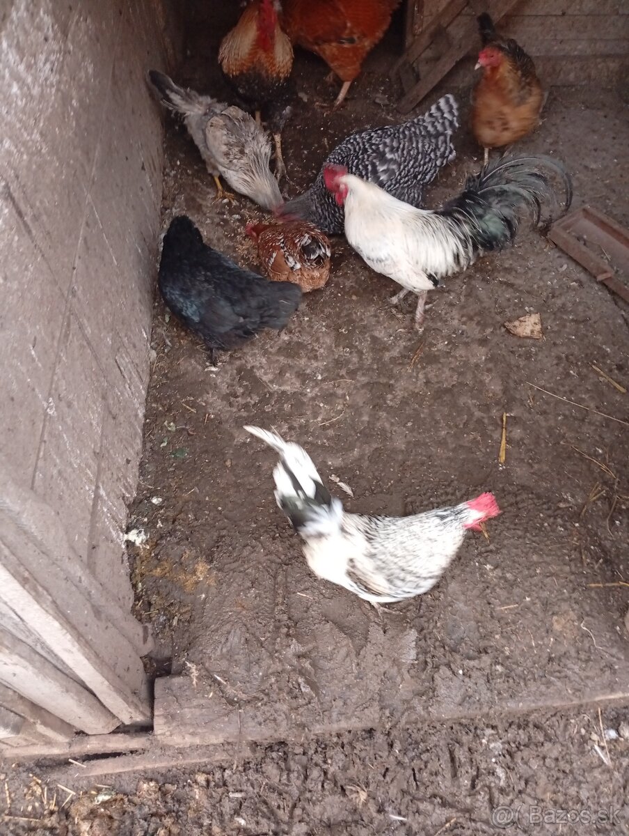 Na predaj kohuty - 7