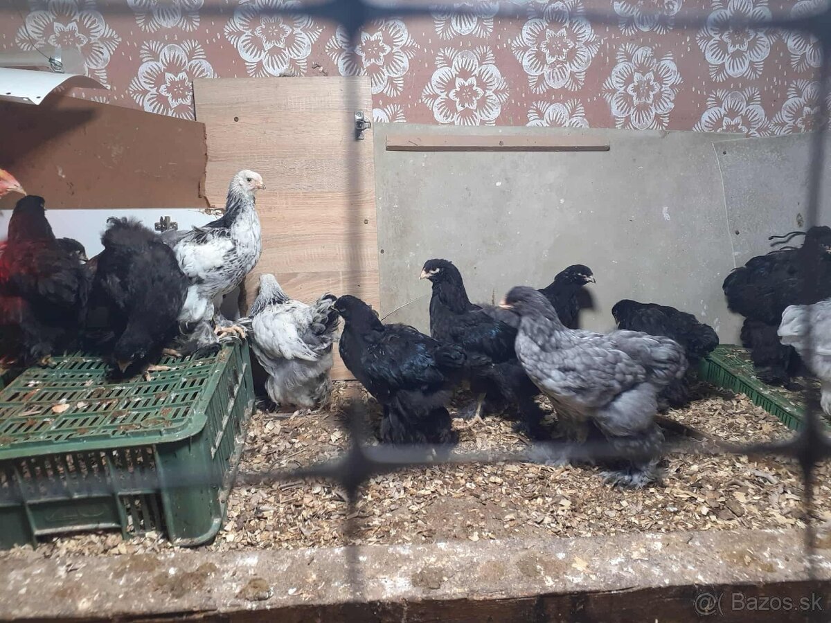 brahmanky, brahman, brahmanka velka - 7