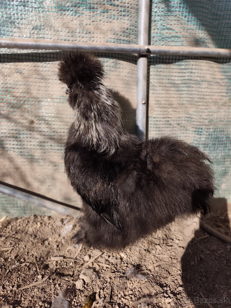 🐓Kohút Hodvabničky USA 🐓 - 7
