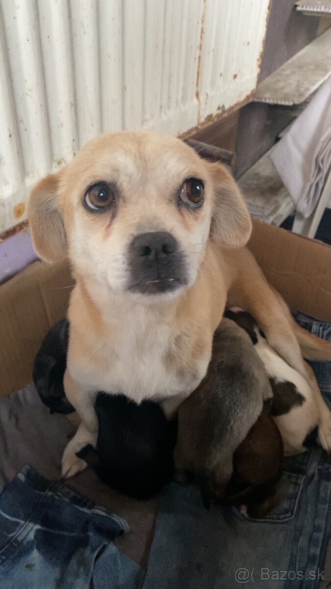 Predám šteniatka krížencov - 7