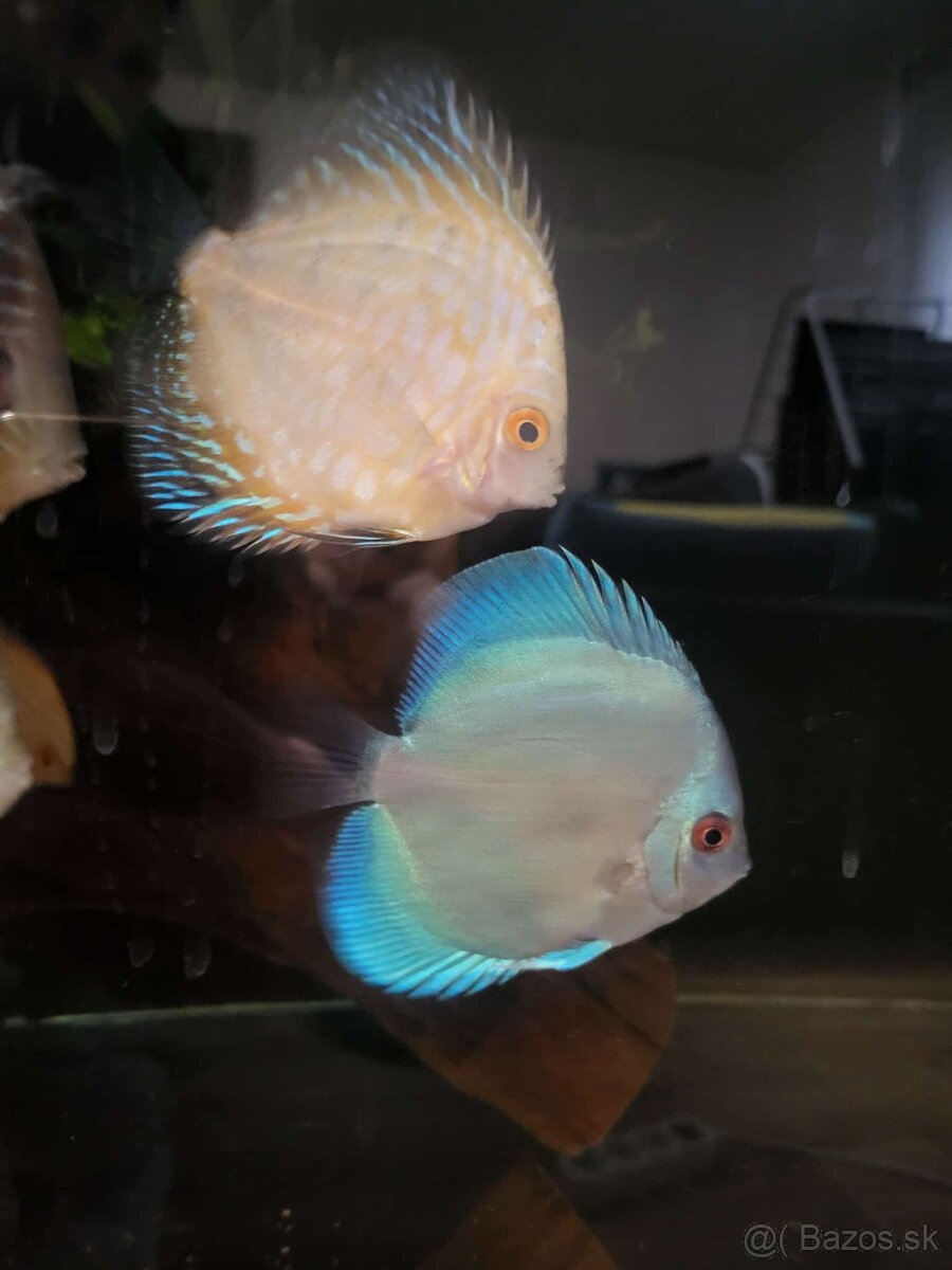 Tercovce,discusy - 7