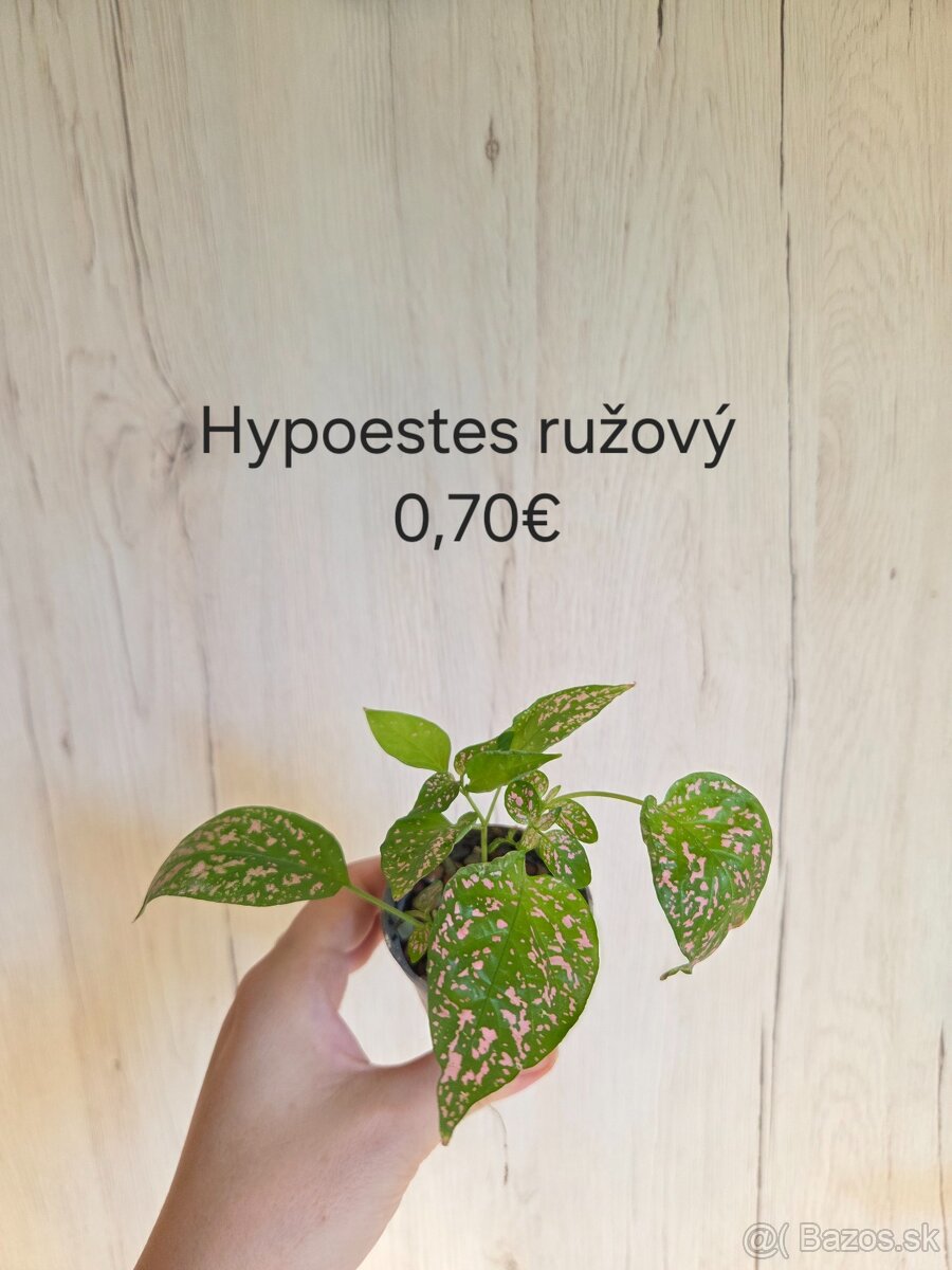 Rôzne druhy izbových rastlín - 7