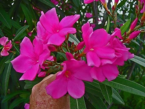 oleandre - mladé zakorenené rastlinky v kvetináčoch - 7