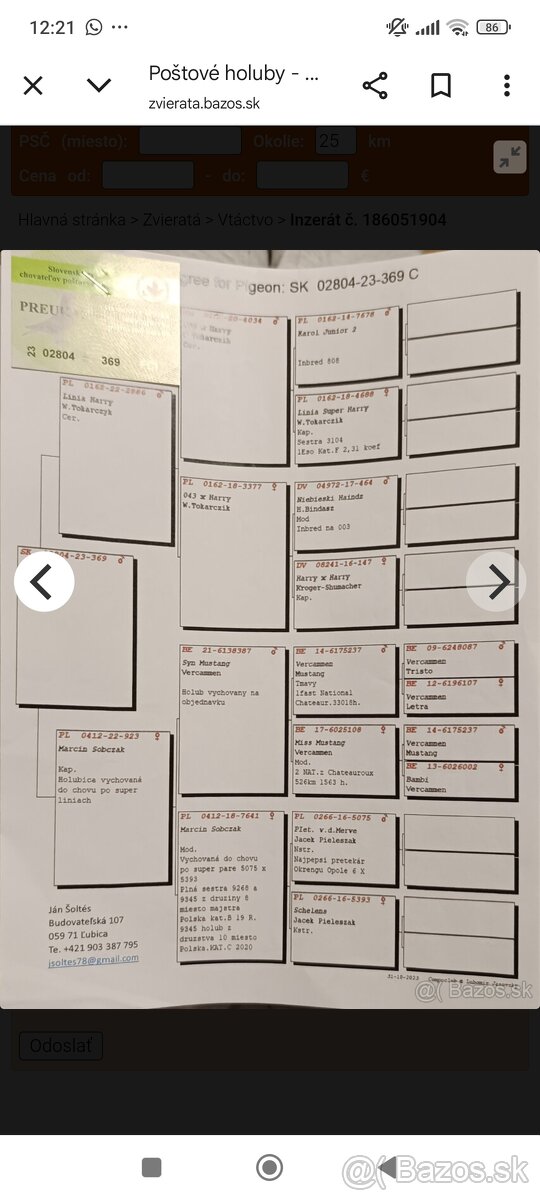 Poštové holuby - 7