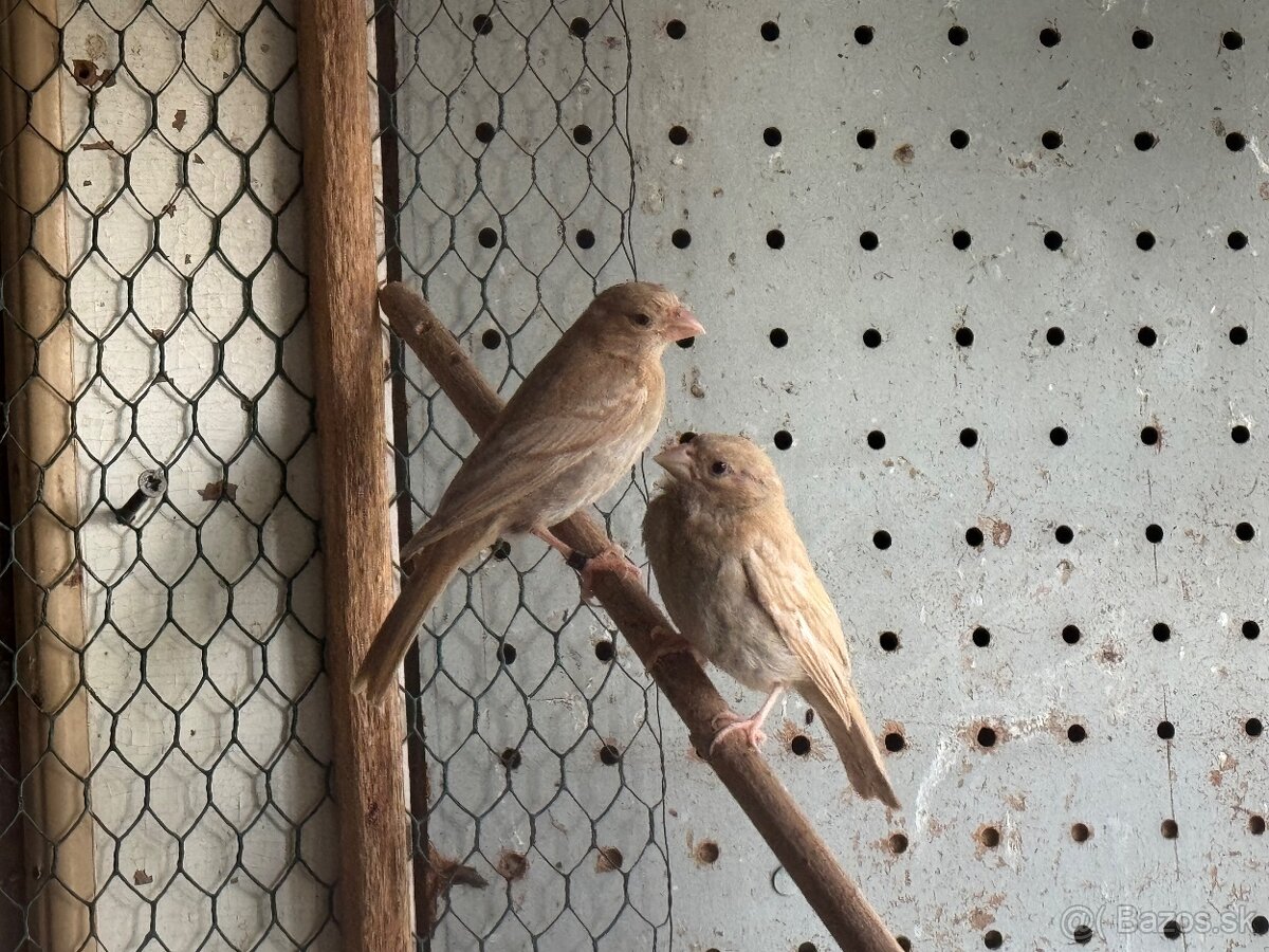 Predám kanárikov a mexických hýľov - 7