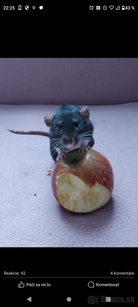 Potkan, potkaníci - 7