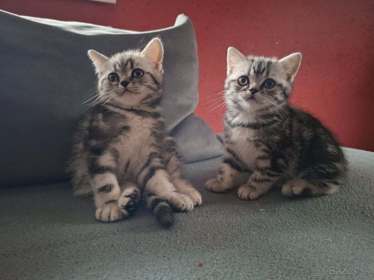 Britské whiskas mačiatka s PP - 7