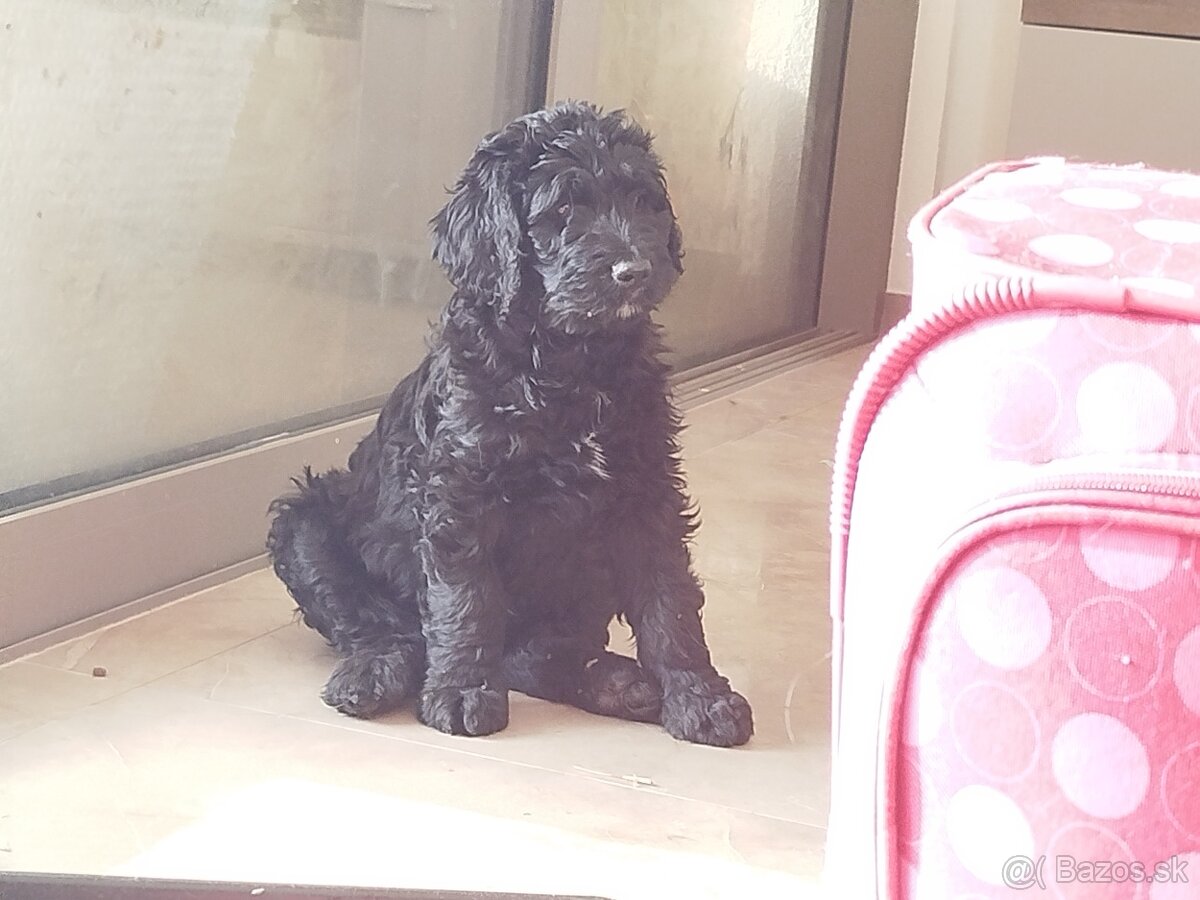 Predám šteniatka Labradoodle - 7