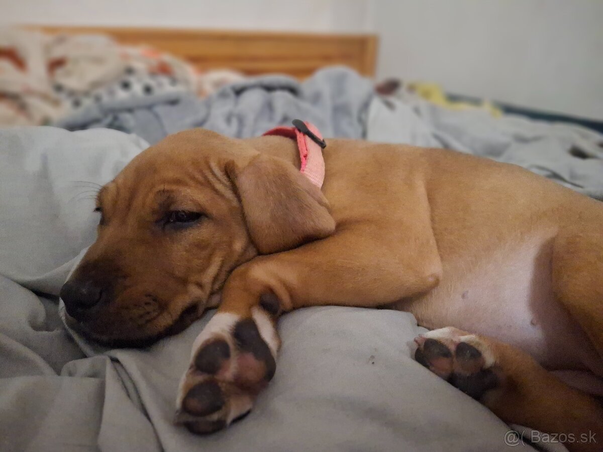 Predám šteniatko fenku - 7