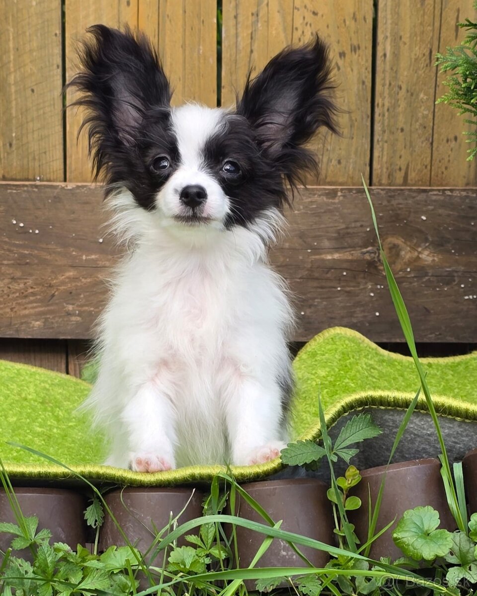 Papillon s rodokmeňom FCI - 7