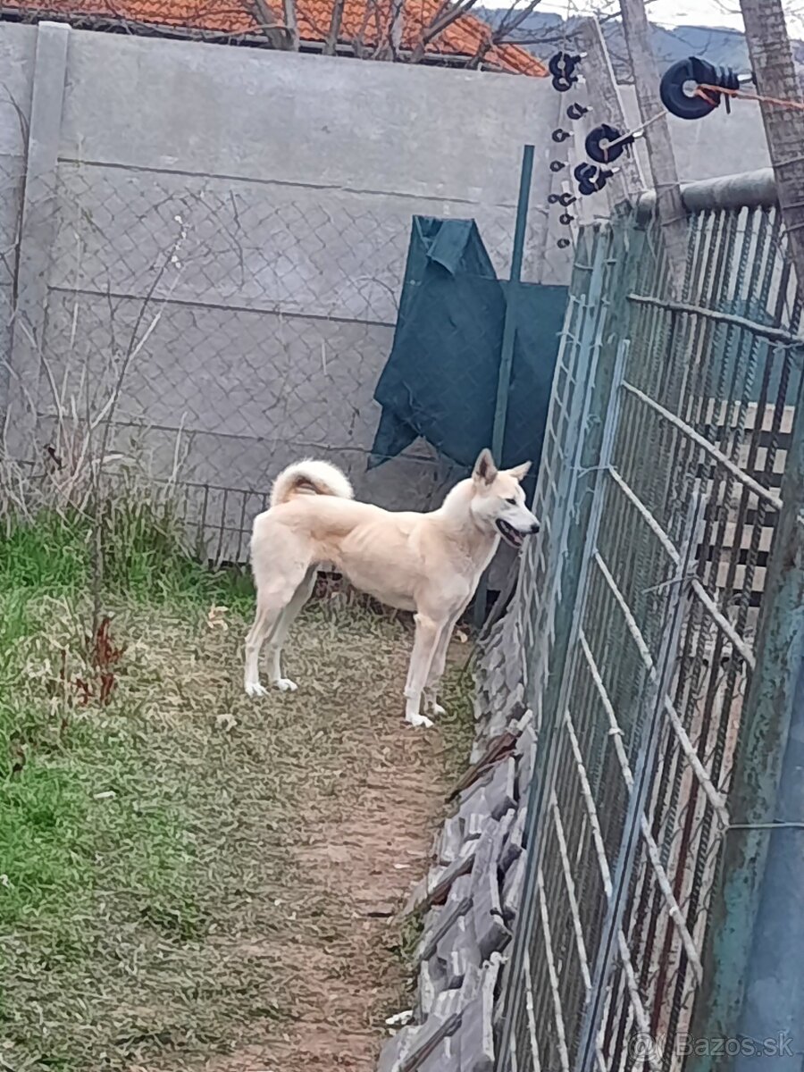 Západosibírska lajka - 7